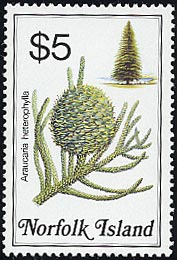 シマナンヨウスギ　Araucaria heterophylla