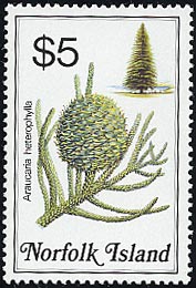 シマナンヨウスギ Araucaria heterophylla