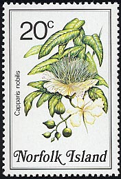カッパリス・ノビリス Capparis nobilis
