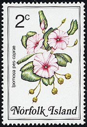 グンバイヒルガオ Ipomoea pes-caprae