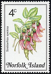 ストレブロリザ・スペキオサ Streblorrhiza speciosa