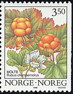 ヤチイチゴ　Rubus chamaemorus