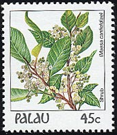 Maesa canfieldiae