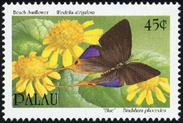 ハマグルマの1種 Wedelia strigulosa