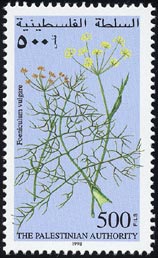 Foeniculum vulgare