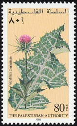 Silybum marianum