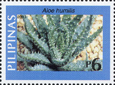 Aloe humilis