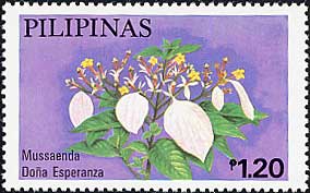 Mussaenda philippica eDona Esperanzaf