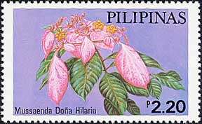Mussaenda philippica eDona Hilariaf