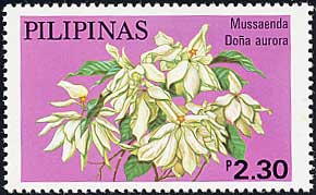 Mussaenda philippica eDona auroraf