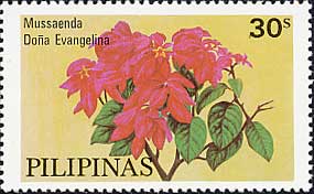 Mussaenda philippica eDona Evangelinaf