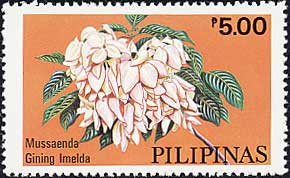 Mussaenda philippica eGining Imeldaf