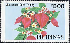Mussaenda philippica eDona Triningf