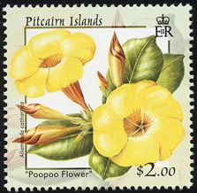 Allamanda cathartica