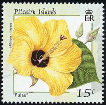 Hibiscus tiliaceus