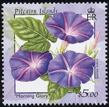 Ipomoea indica