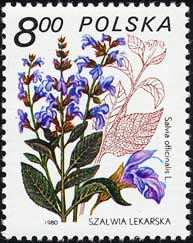 サルビア　Salvia officinalis