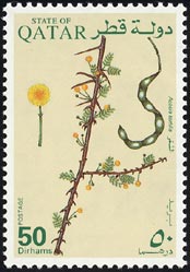 アカキア・トルティリス Acacia tortilis