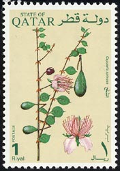 ケイパー　Capparis spinosa