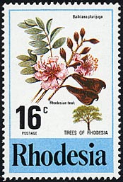 ローデシアンチーク Baikiaea plurijuga