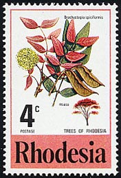 ブラキステギア・スピキフォルミス Brachystegia spiciformis