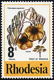 プテロカルプス・アンゴレンシス Pterocarpus angolensis