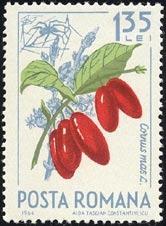 セイヨウサンシュユ Cornus mas