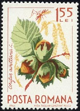 セイヨウハシバミ Corylus avellana