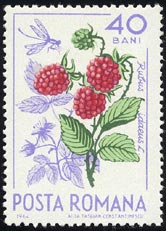 ヨーロッパキイチゴ（エゾキイチゴ）　Rubus idaeus