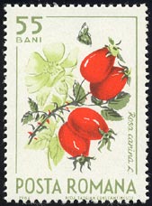 Jjio@Rosa canina