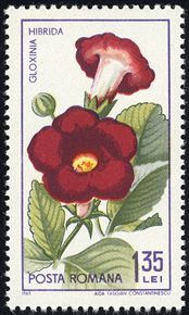 Gloxinia hibrida