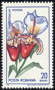 Paphiopedilum insigne