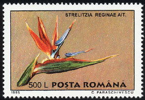 Strelitzia reginae