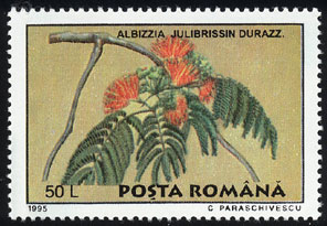 Albizia julibrissin