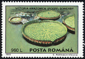 Victoria amazonica