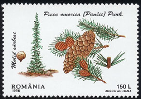 Picea omorica