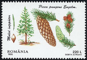 Picea pungens