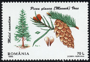 Picea glauca