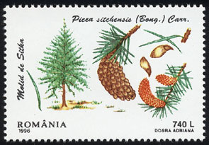 Picea sitchensis