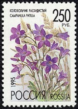 カンパヌラ・パトゥラ　Campanula patula