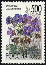 ゲラニウム・プラテンセ Geranium pratense