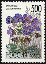 ゲラニウム・プラテンセ　Geranium pratense