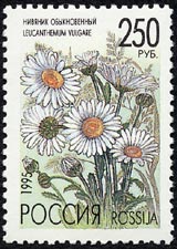 フランスギク Leucanthemum vulgare
