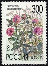 アカツメクサ Trifolium pratense