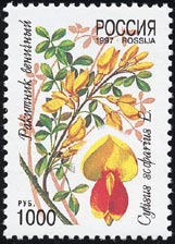 ホオベニエニシダ Cytisus scoparius