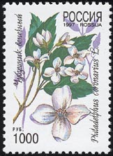 フィラデルフス・コロナリウス Philadelphus coronarius