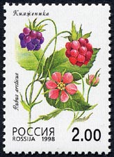 チシマイチゴ　Rubus arcticus