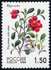 コケモモ　Vaccinium vitis-idaea