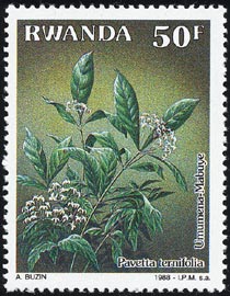 パウェッタ・テルニフォリア　Pavetta ternifolia
