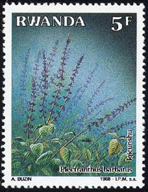 プレクトラントゥス・バルバトゥス Plectranthus barbatus